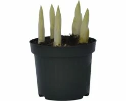 Netzblatt-Iris FloraSelf Iris Retuculata 'Katharina Hotchkin' Ø 9 Cm Topf 6 Netzblatt-Iris FloraSelf Iris Retuculata 'Katharina Hotchkin' Ø 9 Cm Topf -FloraSelf Geschäft DV 8 8875847 02 4c DE 20160921121556