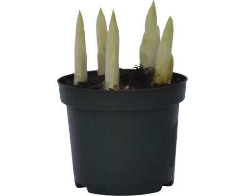 Netzblatt-Iris FloraSelf Iris Retuculata 'Katharina Hotchkin' Ø 9 Cm Topf 4 Netzblatt-Iris FloraSelf Iris Retuculata 'Katharina Hotchkin' Ø 9 Cm Topf – Bild 2