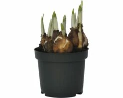 Narzisse, Osterglocke FloraSelf Narcissus Pseudonarcissus 'Minnow' Ø 9 Cm Topf -FloraSelf Geschäft DV 8 8875851 01 4c DE 20181214094653