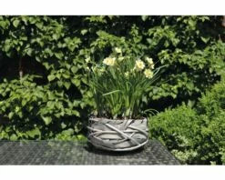 Narzisse, Osterglocke FloraSelf Narcissus Pseudonarcissus 'Minnow' Ø 9 Cm Topf -FloraSelf Geschäft DV 8 8875851 04 4c DE 20181214094653