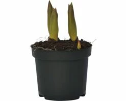 Tulpe FloraSelf Tulipa X Hybride 'Orange Princess' Ø 9 Cm Topf -FloraSelf Geschäft DV 8 8875855 01 4c DE 20160920164853