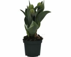 Tulpe FloraSelf Tulipa X Hybride 'Orange Princess' Ø 9 Cm Topf -FloraSelf Geschäft DV 8 8875855 02 4c DE 20170309111634