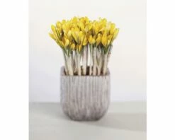 Krokus FloraSelf Crocus Flavus Ø 12 Cm Topf