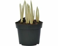 Krokus FloraSelf Crocus Flavus Ø 12 Cm Topf -FloraSelf Geschäft DV 8 8875856 03 4c DE 20160920165338