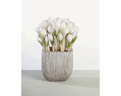 Krokus FloraSelf Crocus Vernus 'Remembrance' Ø 12 Cm Topf 3 Krokus FloraSelf Crocus Vernus 'Remembrance' Ø 12 Cm Topf