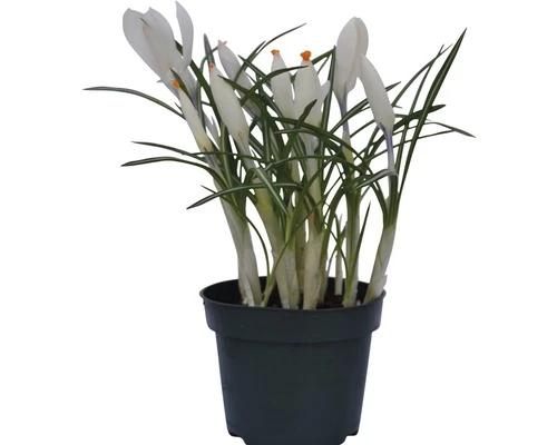 Krokus FloraSelf Crocus Vernus 'Remembrance' Ø 12 Cm Topf 4 Krokus FloraSelf Crocus Vernus 'Remembrance' Ø 12 Cm Topf – Bild 2