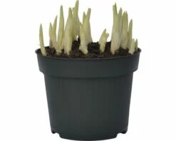 Krokus FloraSelf Crocus Vernus 'Remembrance' Ø 12 Cm Topf 7 Krokus FloraSelf Crocus Vernus 'Remembrance' Ø 12 Cm Topf -FloraSelf Geschäft DV 8 8875857 03 4c DE 20160920165033