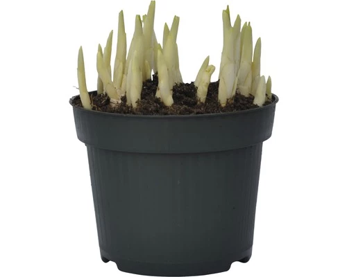 Krokus FloraSelf Crocus Vernus 'Remembrance' Ø 12 Cm Topf 5 Krokus FloraSelf Crocus Vernus 'Remembrance' Ø 12 Cm Topf – Bild 3