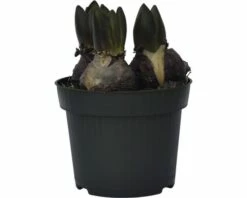 Hyazinthe FloraSelf Hyacinthus Orientalis 'Blue Star' Ø 12 Cm Topf -FloraSelf Geschäft DV 8 8875859 01 4c DE 20170309111832