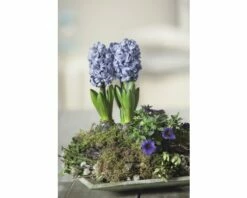Hyazinthe FloraSelf Hyacinthus Orientalis 'Blue Star' Ø 12 Cm Topf -FloraSelf Geschäft DV 8 8875859 03 4c DE 20170309111852