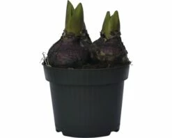 Hyazinthe FloraSelf Hyacinthus Orientalis 'Pink Pearl' Ø 12 Cm Topf -FloraSelf Geschäft DV 8 8875860 01 4c DE 20170309111832