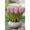 Hyazinthe FloraSelf Hyacinthus Orientalis 'Pink Pearl' Ø 12 Cm Topf -FloraSelf Geschäft DV 8 8875860 02 4c DE 20170309111852