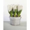 Hyazinthe FloraSelf Hyacinthus Orientalis 'White Pearl' Ø 12 Cm Topf -FloraSelf Geschäft DV 8 8875861 01 4c DE 20170309111852