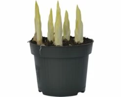 Netzbaltt-Iris FloraSelf Iris Retuculata 'Katharina Hotchkin' Ø 12 Cm Topf -FloraSelf Geschäft DV 8 8875863 03 4c DE 20160921132621