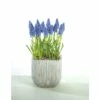 Traubenhyazinthe FloraSelf Muscari Botryoides 'Armeniacum' Ø 12 Cm Topf -FloraSelf Geschäft DV 8 8875864 02 4c DE 20170309111852