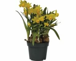 Narzisse, Osterglocke FloraSelf Narcissus Pseudonarcissus 'Tete A Tete' Ø 12 Cm Topf