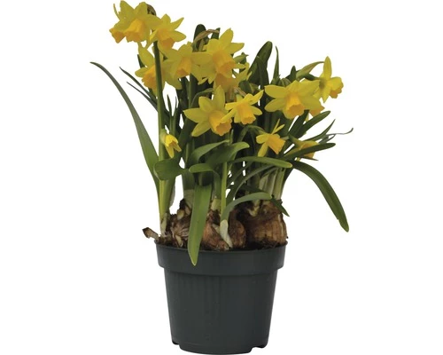 Narzisse, Osterglocke FloraSelf Narcissus Pseudonarcissus 'Tete A Tete' Ø 12 Cm Topf 3 Narzisse, Osterglocke FloraSelf Narcissus Pseudonarcissus 'Tete A Tete' Ø 12 Cm Topf