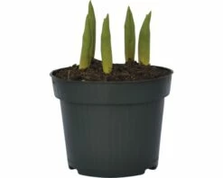 Tulpe FloraSelf Tulipa X Hybride 'Calgary' Ø 12 Cm Topf -FloraSelf Geschäft DV 8 8875868 02 4c DE 20160921132151