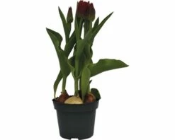 Tulpe FloraSelf Tulipa X Hybride 'Movie Star' Ø 12 Cm Topf -FloraSelf Geschäft DV 8 8875870 02 4c DE 20170309111832