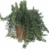 Hänge-Rosmarin FloraSelf Rosmarinus Officinalis 'Riviera' Ø 12 Cm Topf -FloraSelf Geschäft DV 8 8894906 01 4c CH 20190227094659