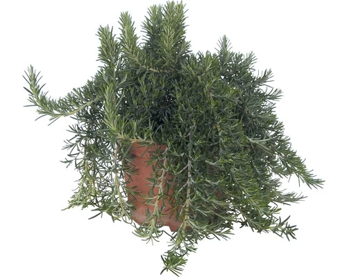 Hänge-Rosmarin FloraSelf Rosmarinus Officinalis 'Riviera' Ø 12 Cm Topf 3 Hänge-Rosmarin FloraSelf Rosmarinus Officinalis 'Riviera' Ø 12 Cm Topf