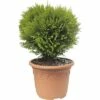 Kugel-Lebensbaum FloraSelf Thuja Occidentalis 'Danica' H 30-40 Cm Co 8 L -FloraSelf Geschäft DV 8 8901933 01 4c DE 20190130092701