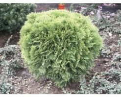 Kugel-Lebensbaum FloraSelf Thuja Occidentalis 'Danica' H 30-40 Cm Co 8 L -FloraSelf Geschäft DV 8 8901933 02 4c DE 20200311073302