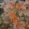 Blasenspiere FloraSelf Physocarpus Opulifolius 'Lady In Red' H 50-60 Cm Co 4 L -FloraSelf Geschäft DV 8 8902179 01 4c DE 20150519200931