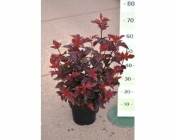 Blasenspiere FloraSelf Physocarpus Opulifolius 'Lady In Red' H 50-60 Cm Co 4 L -FloraSelf Geschäft DV 8 8902179 02 4c DE 20170126214652