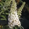 Sommerflieder, Schmetterlingsflieder FloraSelf Buddleja Davidii H 60-80 Cm Co 3 L Weiß -FloraSelf Geschäft DV 8 8902187 01 4c DE 20160426221652