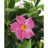 Trichterblüte FloraSelf Dipladenia Mandevilla 'Summer Bell' Ø 10,5 Cm Topf -FloraSelf Geschäft DV 8 8902484 01 4c DE 20180307124833
