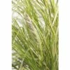 FloraSelf Gelblaubiges Pampasgras Cortaderia 'Golden Fantasy' H 30-100 Cm Co 6 L 2 FloraSelf Gelblaubiges Pampasgras Cortaderia 'Golden Fantasy' H 30-100 Cm Co 6 L -FloraSelf Geschäft DV 8 8902765 01 4c DE 20210113091758