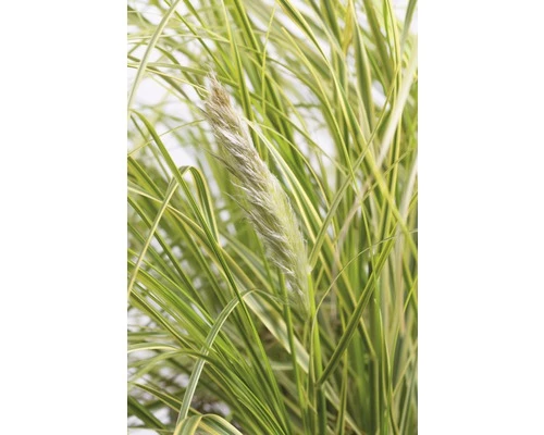 FloraSelf Gelblaubiges Pampasgras Cortaderia 'Golden Fantasy' H 30-100 Cm Co 6 L 3 FloraSelf Gelblaubiges Pampasgras Cortaderia 'Golden Fantasy' H 30-100 Cm Co 6 L
