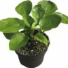 Funkie FloraSelf Hosta-Cultivars Co 3 L Blau Versch. Sorten
