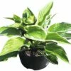 Funkie FloraSelf Hosta-Cultivars Co 3 L Weißbunt Versch. Sorten -FloraSelf Geschäft DV 8 8902767 01 4c DE 20180724205725