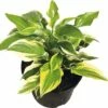 Funkie FloraSelf Hosta-Cultivars Co 3 L Gelbbunt Versch. Sorten