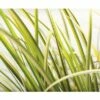 Gelbbunter Zwergkalmus FloraSelf Acorus Gramineus 'Ogon' H 10-30 Cm Co 3 L -FloraSelf Geschäft DV 8 8902770 02 4c DE 20210202141750