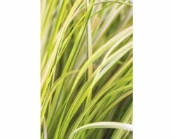 Gelbbunter Zwergkalmus FloraSelf Acorus Gramineus 'Ogon' H 10-30 Cm Co 3 L 7 Gelbbunter Zwergkalmus FloraSelf Acorus Gramineus 'Ogon' H 10-30 Cm Co 3 L -FloraSelf Geschäft DV 8 8902770 03 4c DE 20210202141750