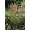 Reitgras FloraSelf Calamagrostis X Acutiflora 'Karl Foerster' H 20- 80 Cm Co 6 L