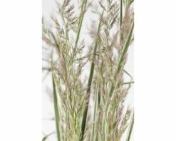 Reitgras FloraSelf Calamagrostis X Acutiflora 'Overdam' Co 3 L -FloraSelf Geschäft DV 8 8902772 01 4c DE 20210111091757 2