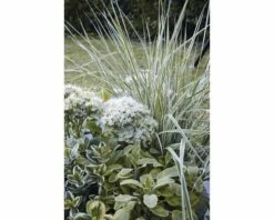Reitgras FloraSelf Calamagrostis X Acutiflora 'Overdam' T 14 Cm