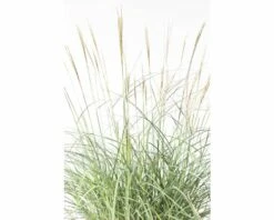 Chinaschilf FloraSelf Miscanthus Sinensis 'Adagio' H 10-40 Cm T 14 Cm -FloraSelf Geschäft DV 8 8902777 02 4c DE 20210113091758