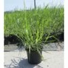 Riesen-Chinaschilf FloraSelf Miscanthus Giganteus H 20-120 Cm Co 3 L -FloraSelf Geschäft DV 8 8902792 01 4c DE 20210823141656 1