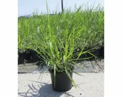 Riesen-Chinaschilf FloraSelf Miscanthus Giganteus H 20-120 Cm Co 3 L