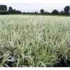Buntblättriges Pfahlrohr FloraSelf Arundo Donax 'Variegata' H 30-100 Cm Co 3 L -FloraSelf Geschäft DV 8 8902798 01 4c DE 20220607081654