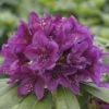 Großblumige Alpenrose FloraSelf Rhododendron Hybride Dunkellila H 30-40 Cm -FloraSelf Geschäft DV 8 8902998 01 4c DE 20151020120106