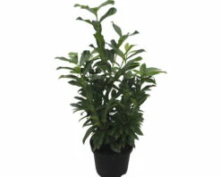 Säulen-Kirschlorbeer ‘Genolia’ FloraSelf Prunus Laurocerasus 'Genolia' H 100-125 Cm ClickCo
