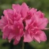 Japanische Azalee FloraSelf Rhododendron Obtusum H 20-30 Cm Co 2 L Rosa -FloraSelf Geschäft DV 8 8903018 01 4c DE 20151026140459