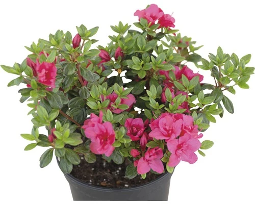 Japanische Azalee FloraSelf Rhododendron Obtusum H 20-30 Cm Co 2 L Rot 4 Japanische Azalee FloraSelf Rhododendron Obtusum H 20-30 Cm Co 2 L Rot – Bild 2