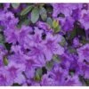 Japanische Azalee FloraSelf Rhododendron Obtusum H 20-30 Cm Co 2 L Lila 2 Japanische Azalee FloraSelf Rhododendron Obtusum H 20-30 Cm Co 2 L Lila -FloraSelf Geschäft DV 8 8903020 01 4c DE 20151026140258